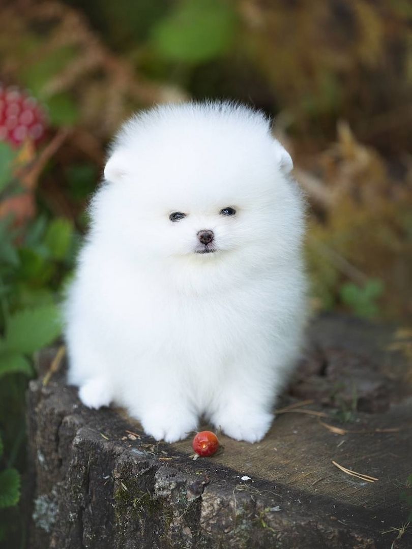 Pomeranian Spitz
