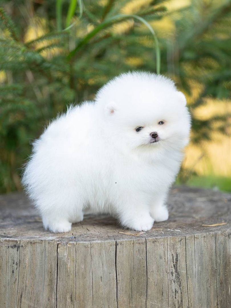 Pomeranian Spitz