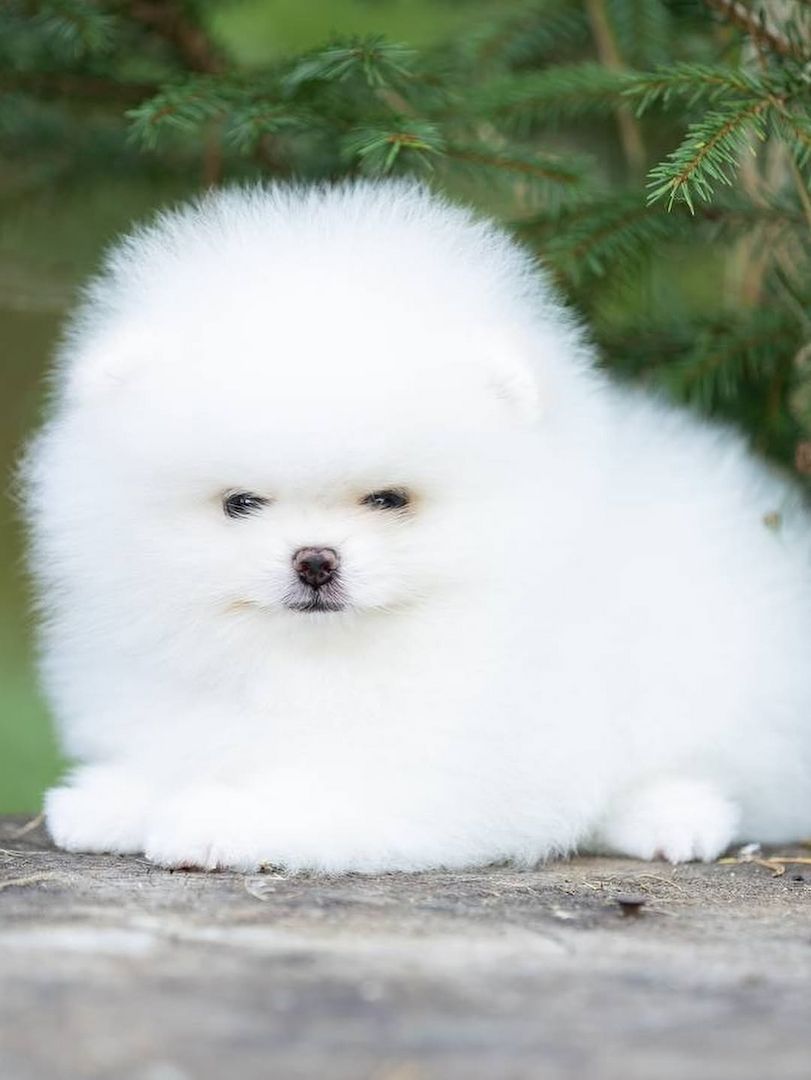 Pomeranian Spitz