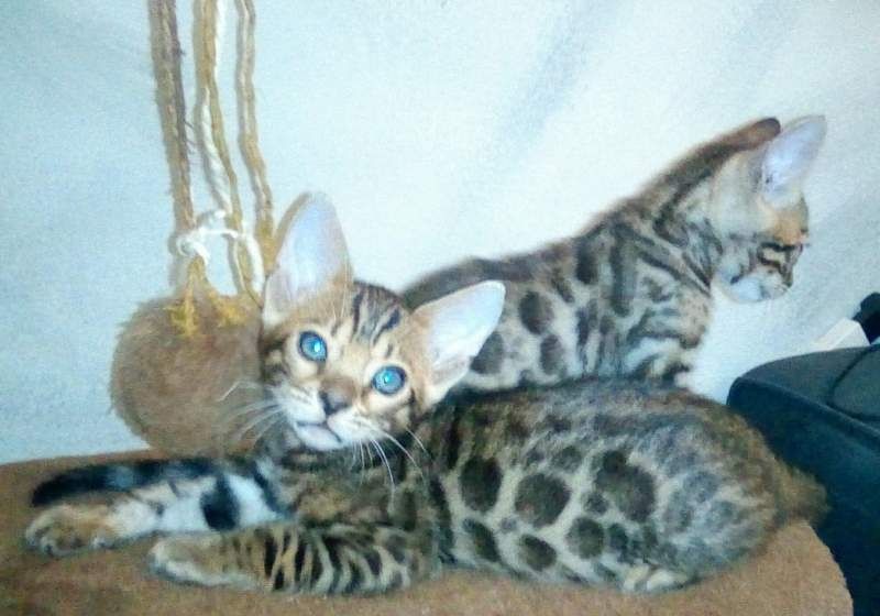BENGAL-Kätzchen