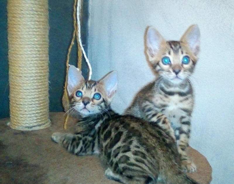 BENGAL-Kätzchen