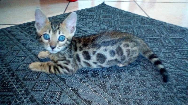 BENGAL-Kätzchen