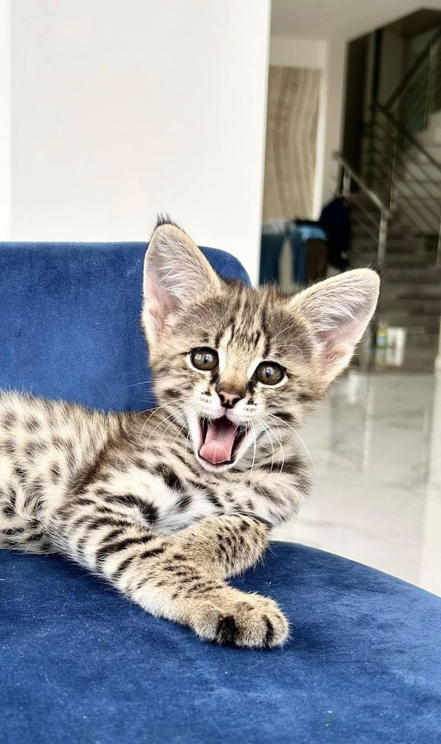 Savannah f4, f5, f6 Kätzchen