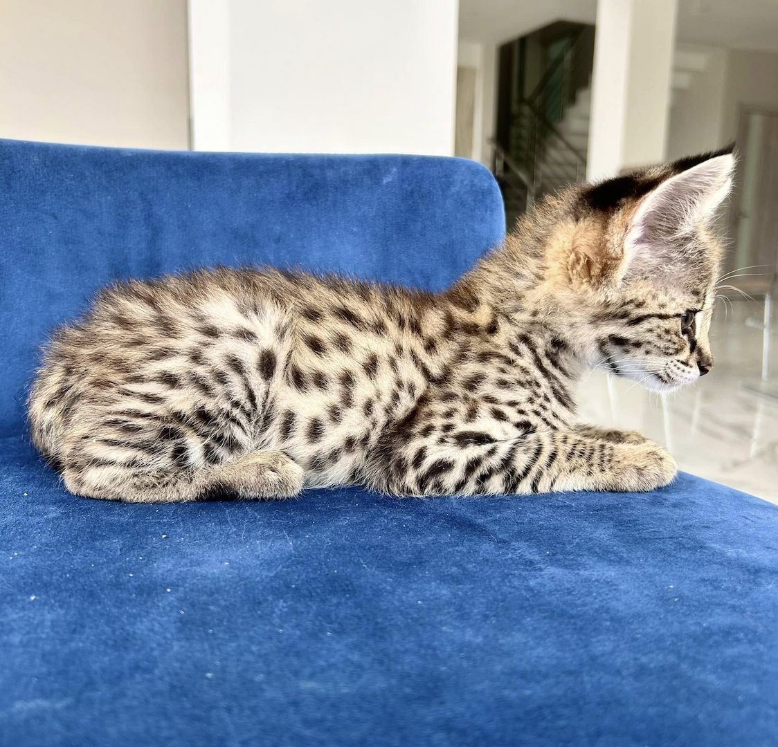Savannah f4, f5, f6 Kätzchen