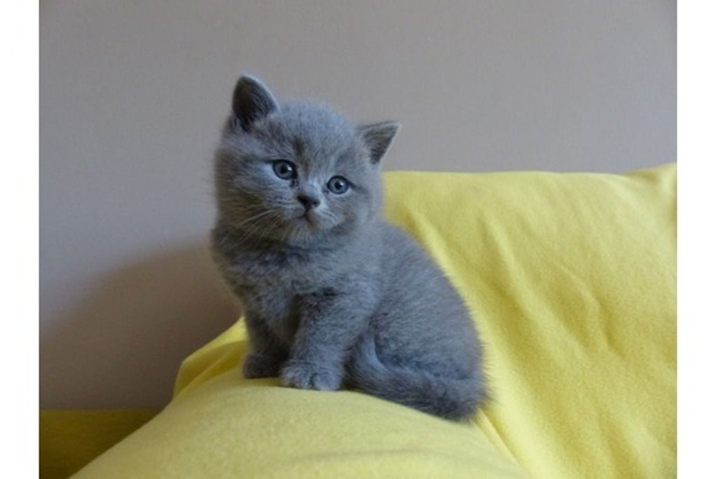 Britisch Kurzhaar Kätzchen.