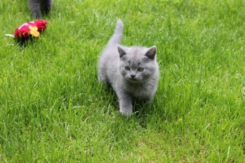 Britisch Kurzhaar Kätzchen.