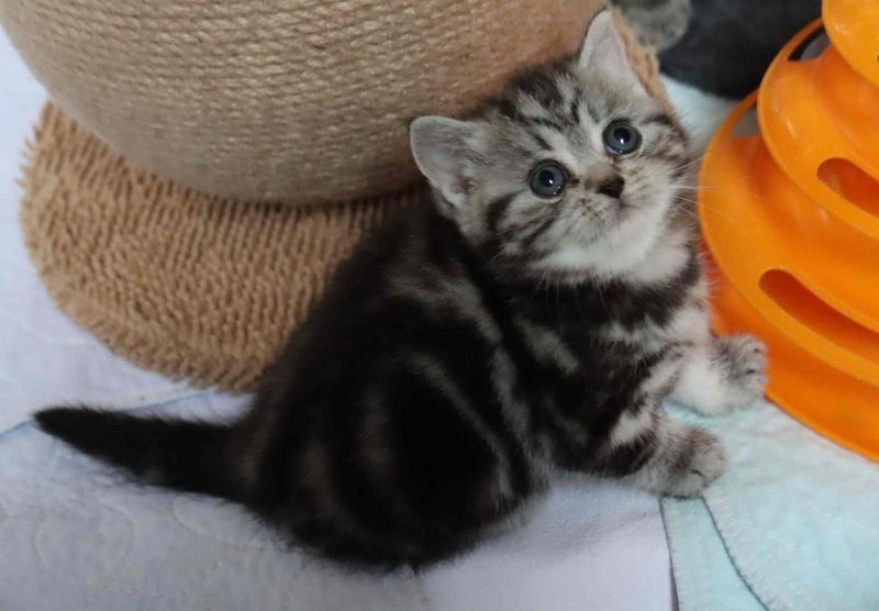 BKH Britisch Kurzhaar Katzen