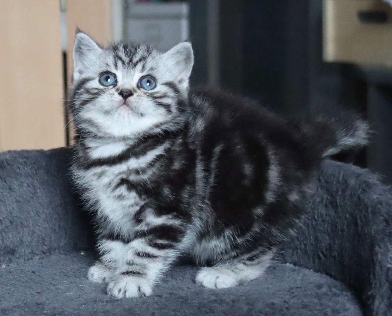 BKH Britisch Kurzhaar Katzen