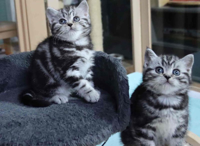 BKH Britisch Kurzhaar Katzen