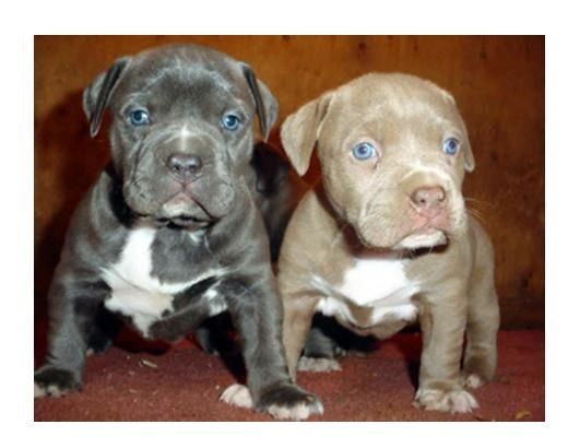02 American Blue-Line Pit Bull Terrier Welpen