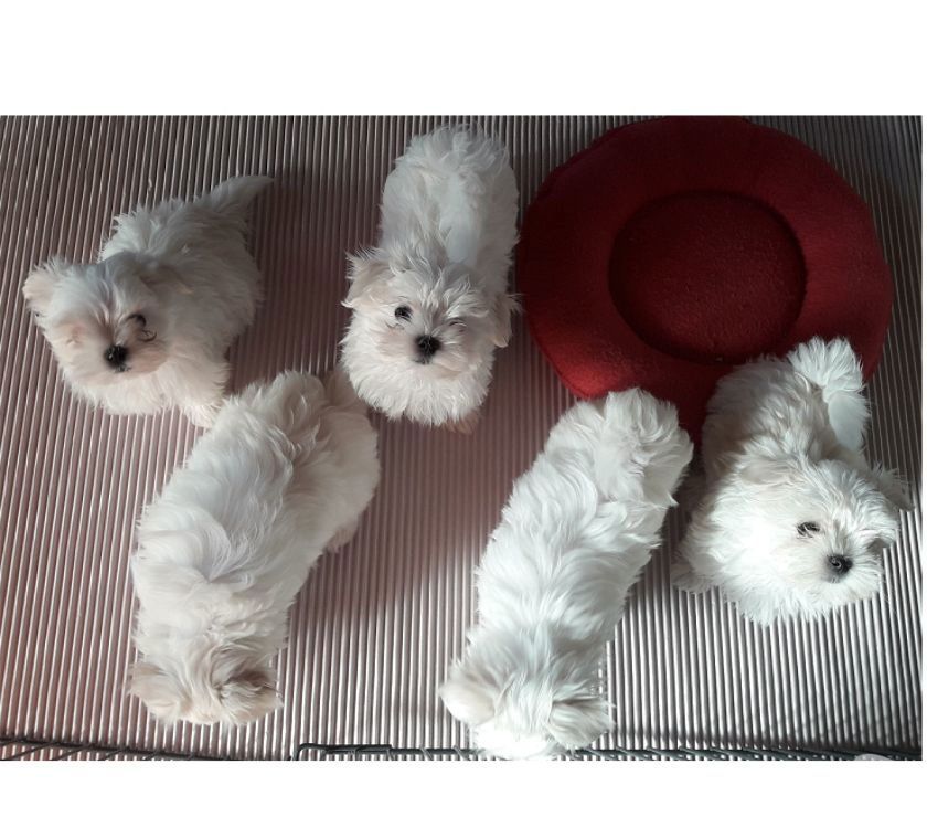 Malteser Welpen zu verkaufen ,