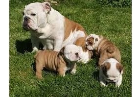 Englisch Bulldogge Welpen.