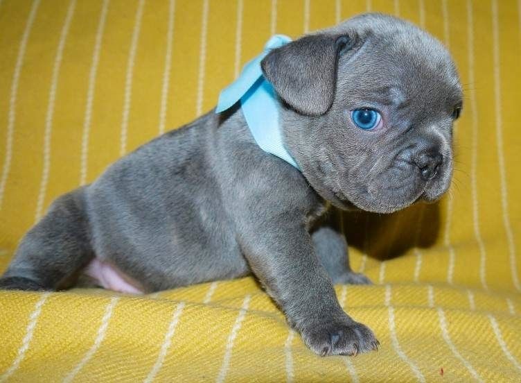 Französische Bulldogge Welpen