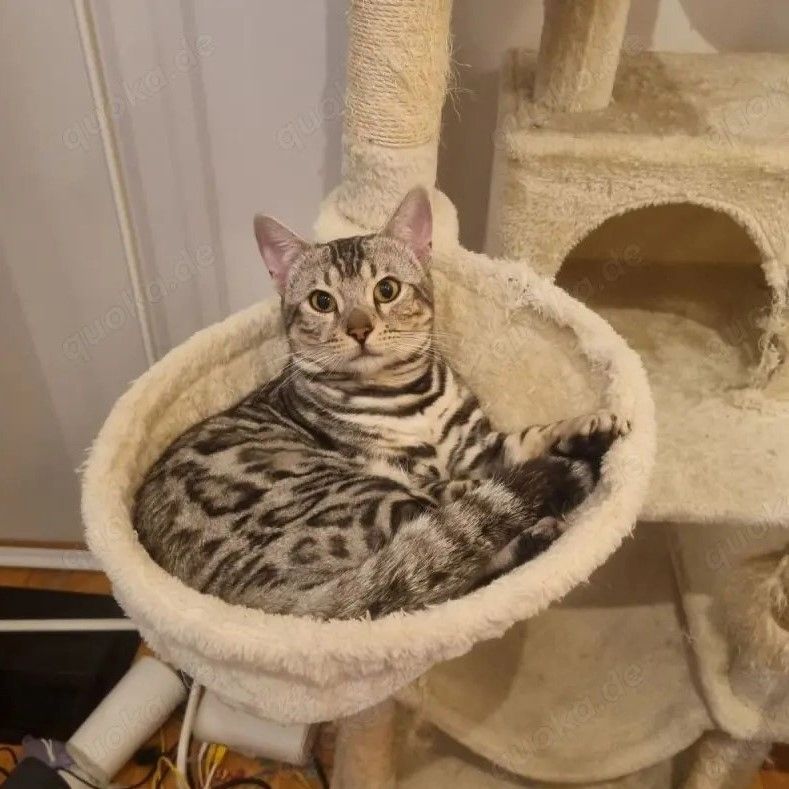 Wunderschöner Zuchtkater mit Stammbaum