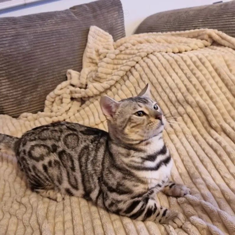 Wunderschöner Zuchtkater mit Stammbaum