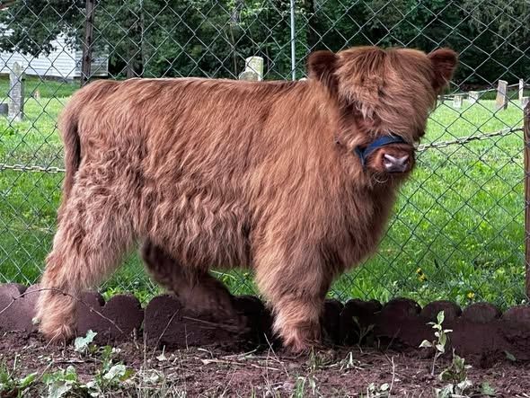 Schottisch Highlands Kuh & Bulle