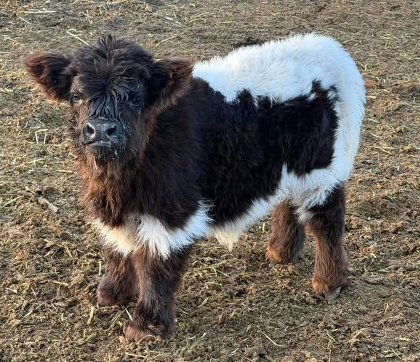 Schottisch Highlands Kuh & Bulle