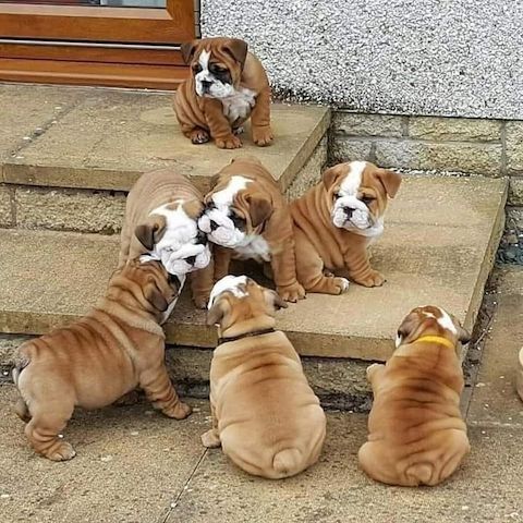 Reinrassig Englisch Bulldogge Welpen