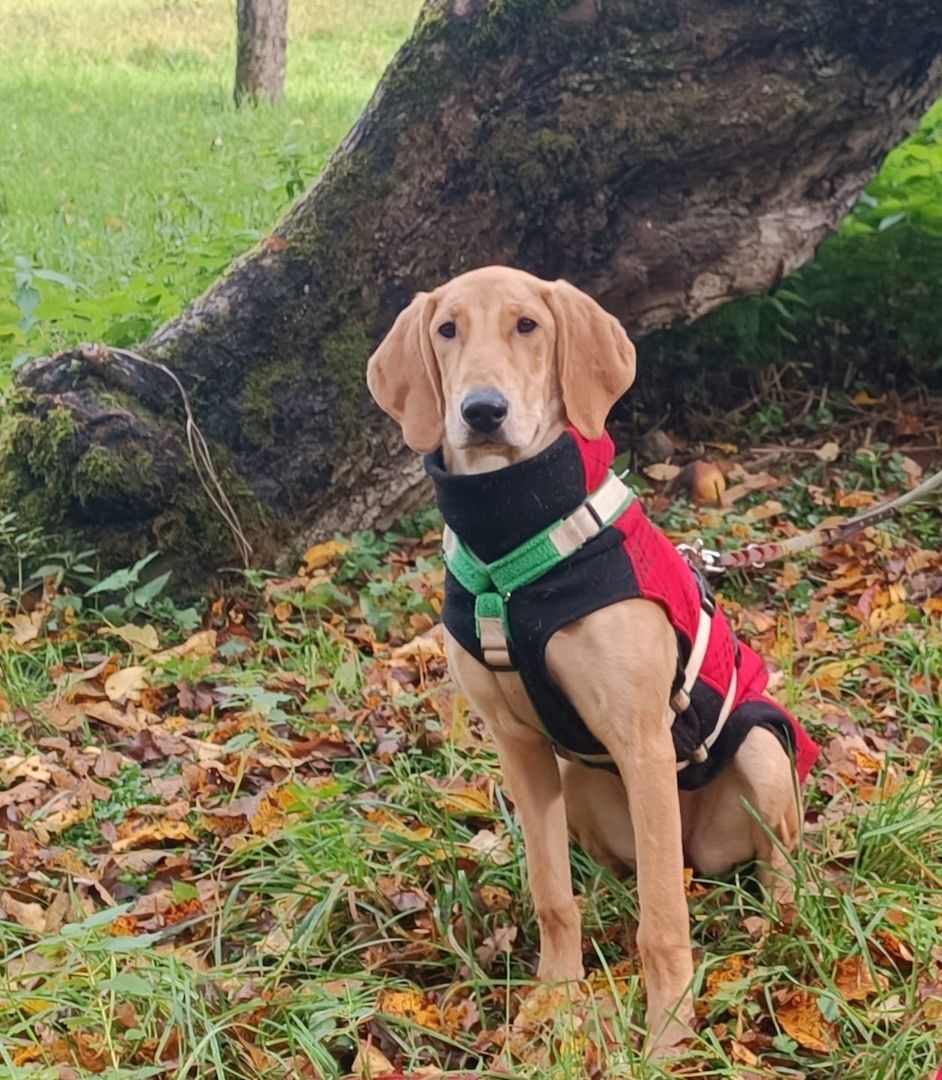 Canella, a.d.Tierschutz, ist eine tolle Mitmachhündin