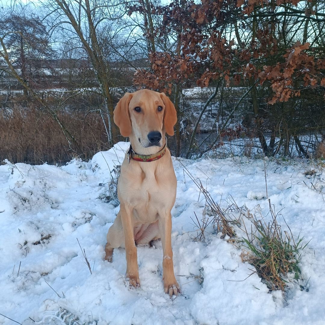 Canella, a.d.Tierschutz, ist eine tolle Mitmachhündin