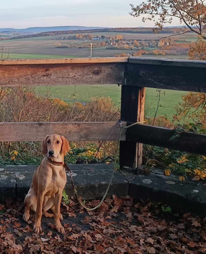 Canella, a.d.Tierschutz, ist eine tolle Mitmachhündin