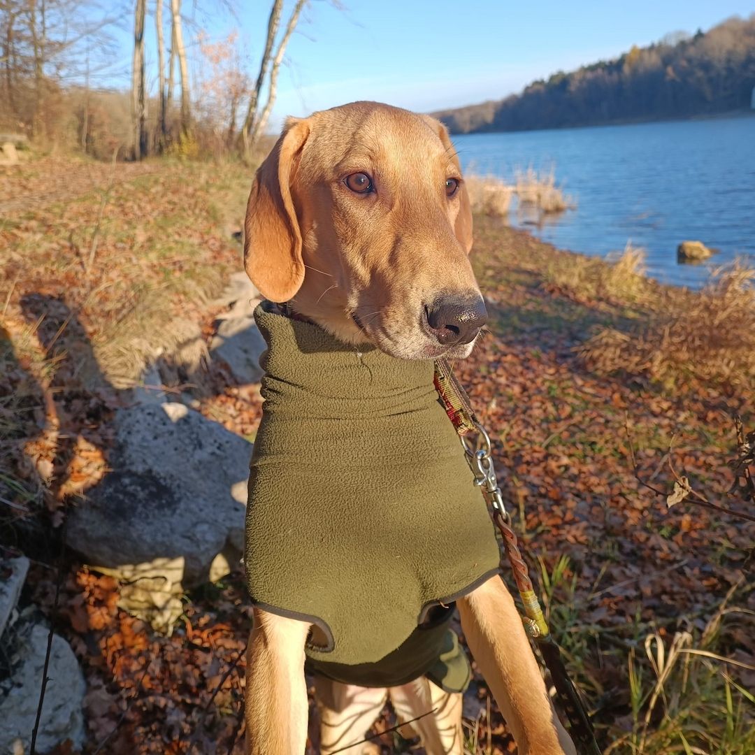 Canella, a.d.Tierschutz, ist eine tolle Mitmachhündin