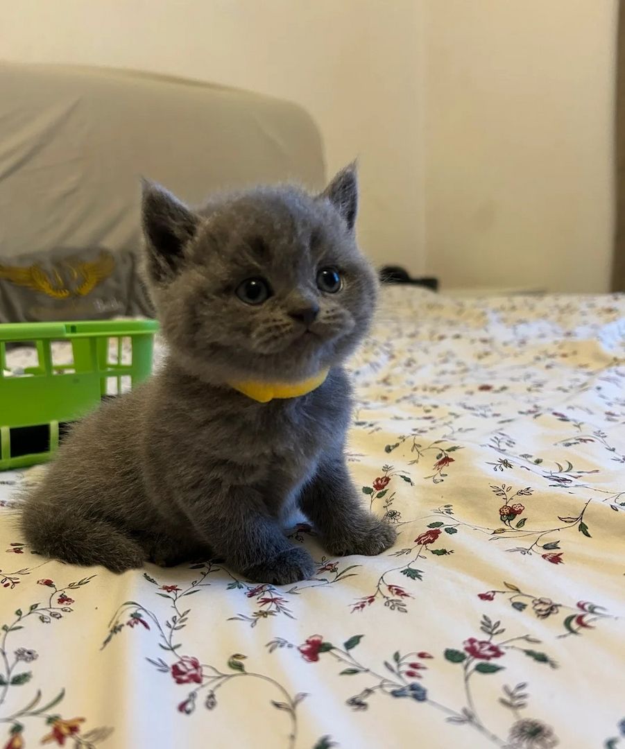 Wunderschöne Britisch Kurzhaar-Kätzchen