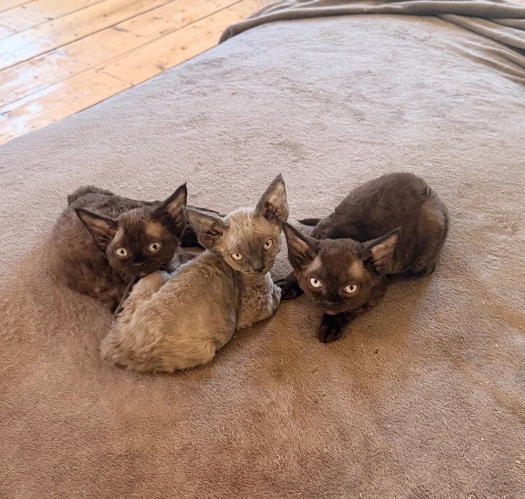 3 wunderschöne Devon Rex-Kätzchen