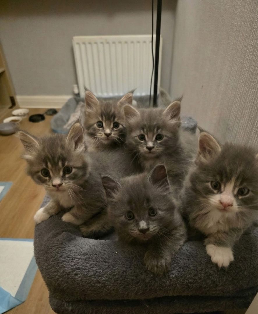 Wunderschöne Maine-Coon-Kätzchen abzugeben 🌟