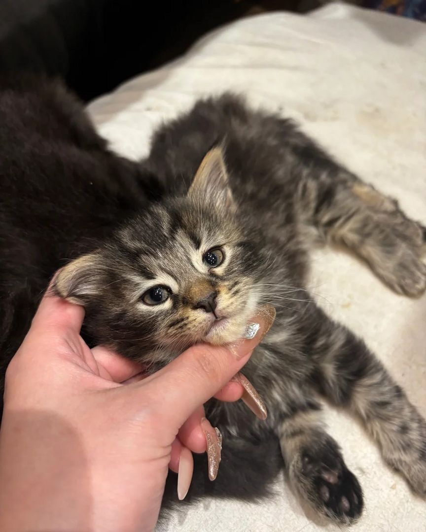 Entzückende Norwegische Waldkatzenbabys zu verkaufen.