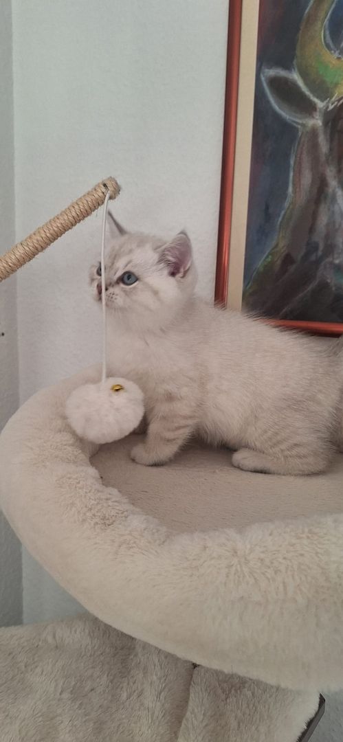 🐾 BKH-Baby sucht Lieblingsmenschen 🐾 (BKH-Kitten/Männlich)