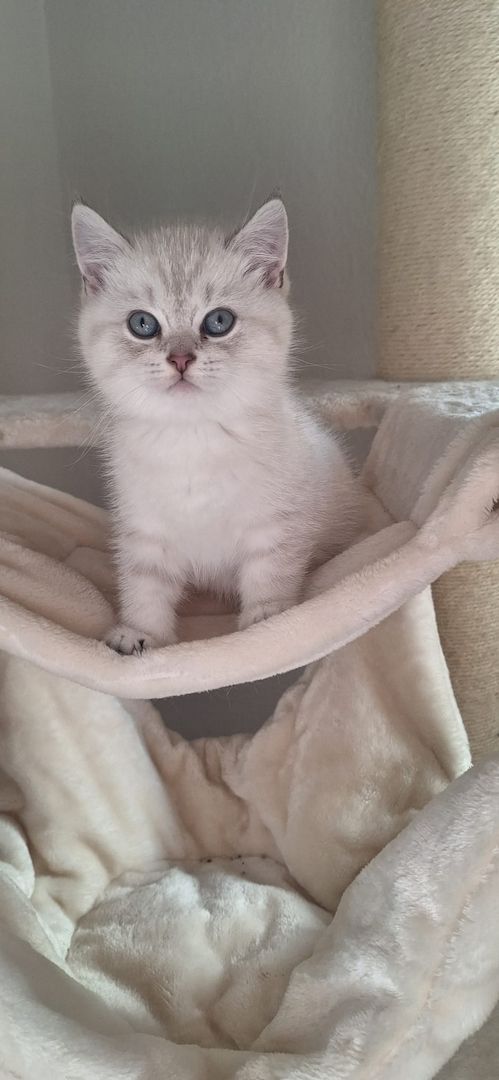 🐾 BKH-Baby sucht Lieblingsmenschen 🐾 (BKH-Kitten/Männlich)