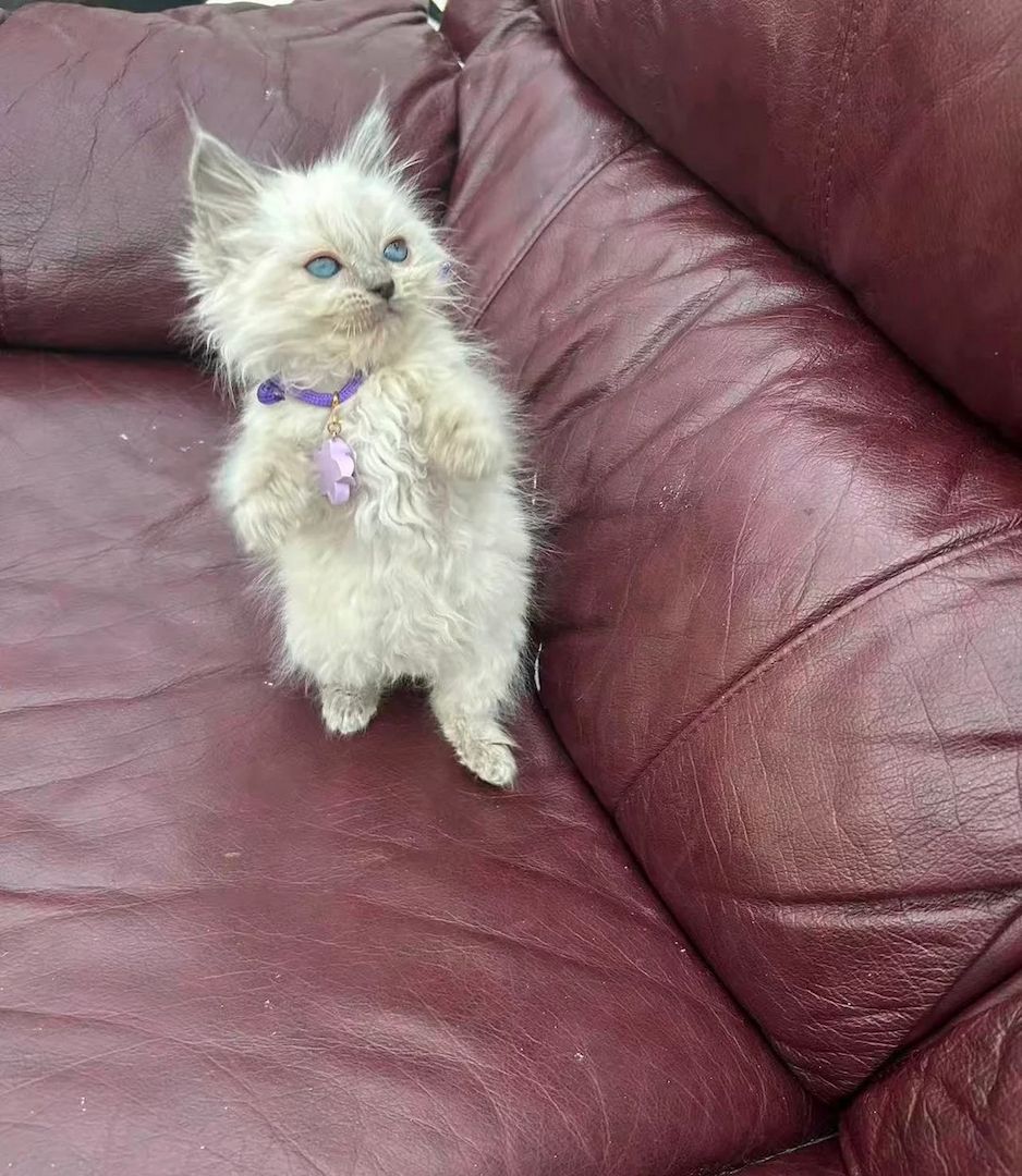 8 reinrassige Ragdoll-Katzenbabys