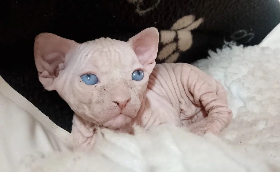 Wunderschöne Sphynx-Kätzchen.