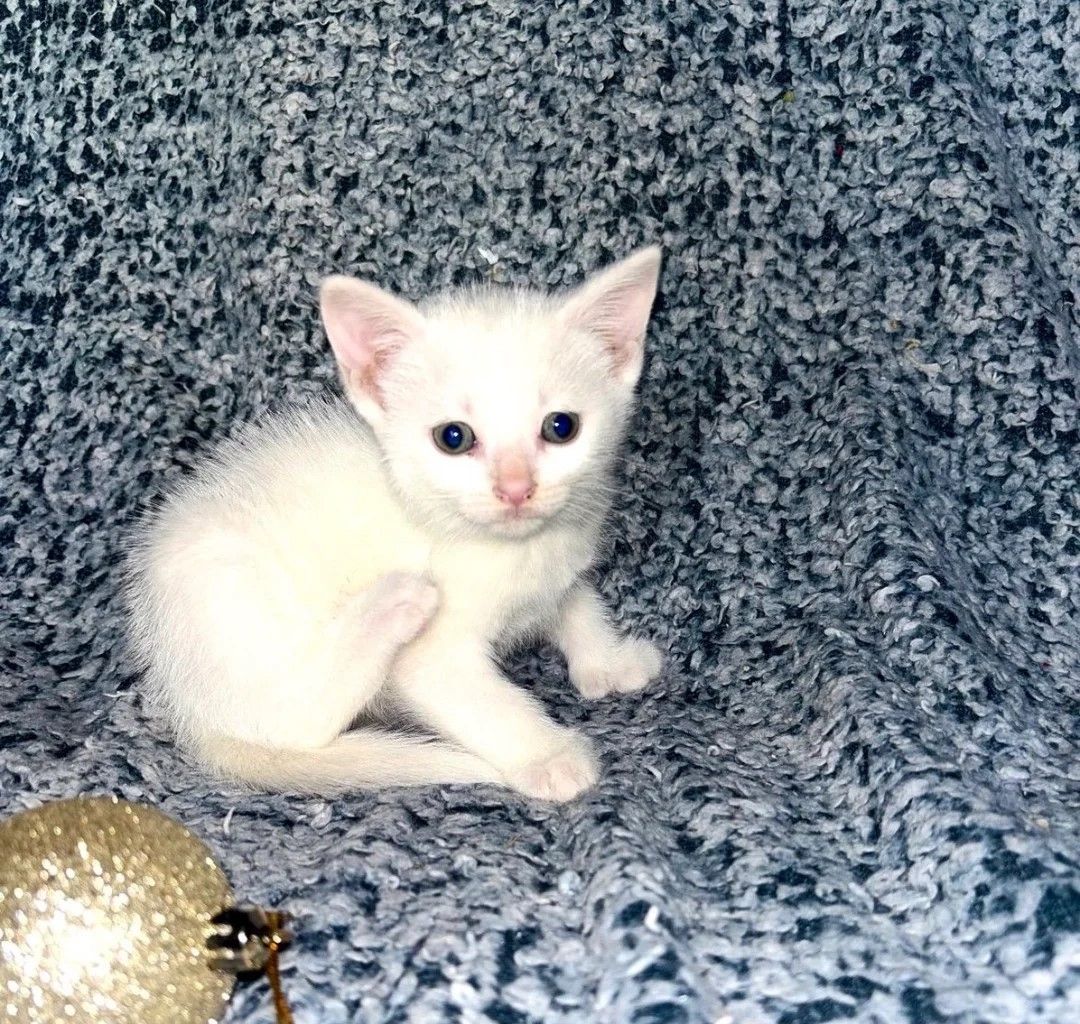 Zwei Türkisch Angora Kätzchen - bereit zur Abgabe!