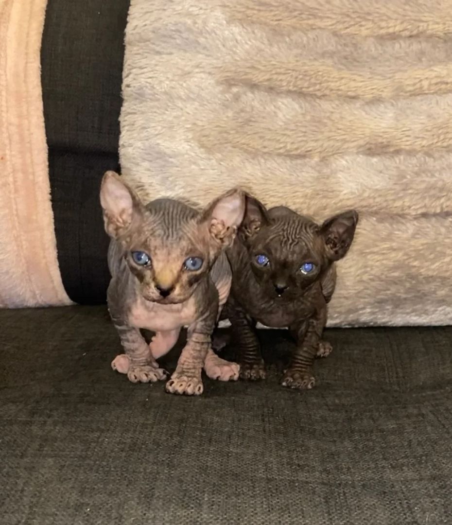 Zwei Sphynx-Kätzchen abzugeben