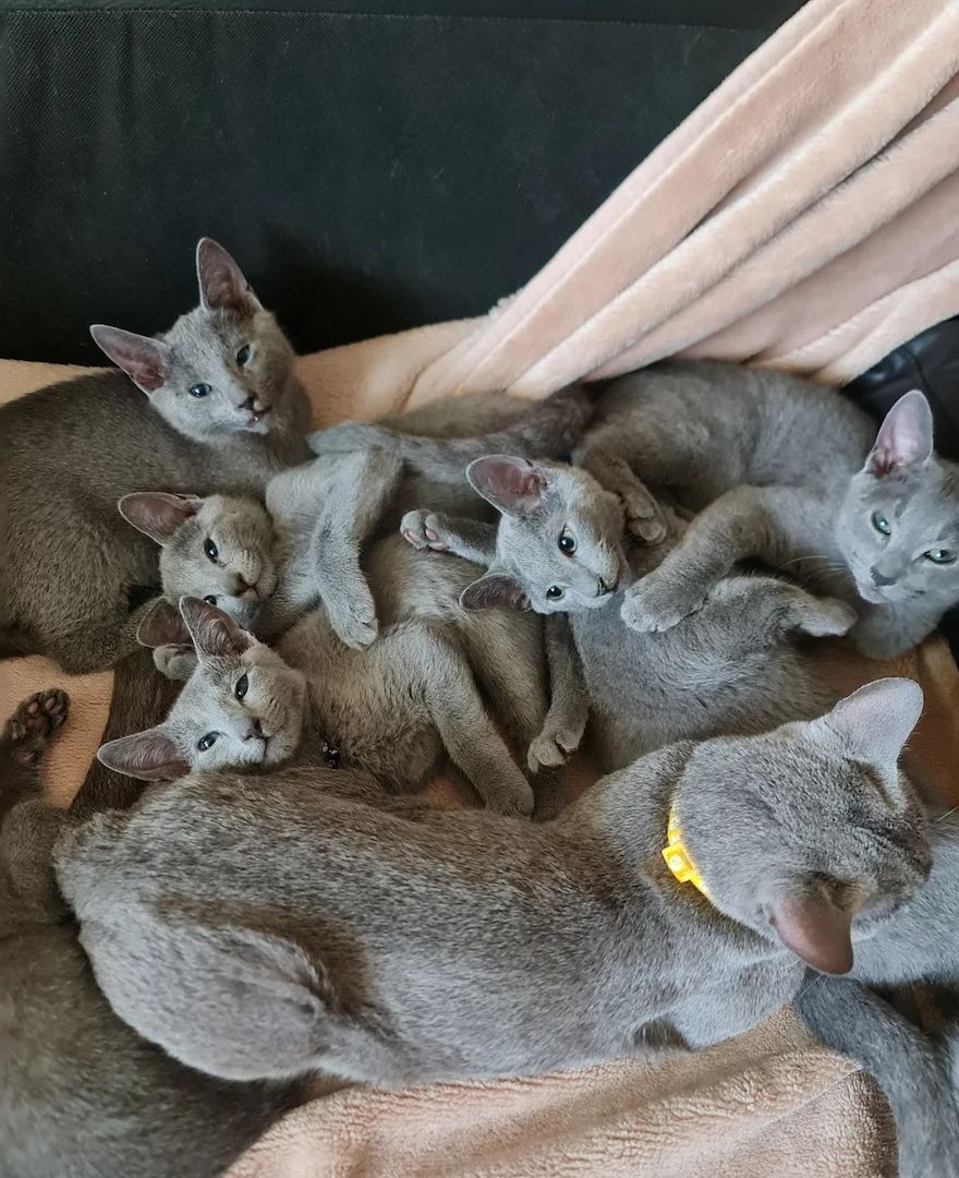 Außergewöhnliche silberblaue Russisch Blau Kätzchen