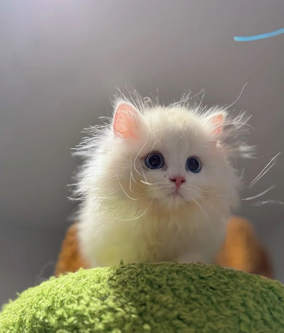 Absolut atemberaubende und seltene Minuet der Spitzenklasse.