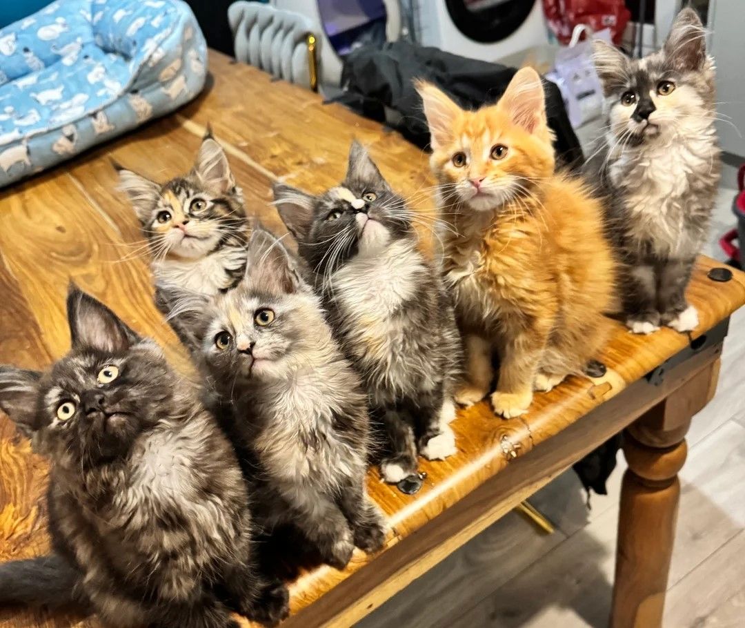 Maine-Coon-Kätzchen