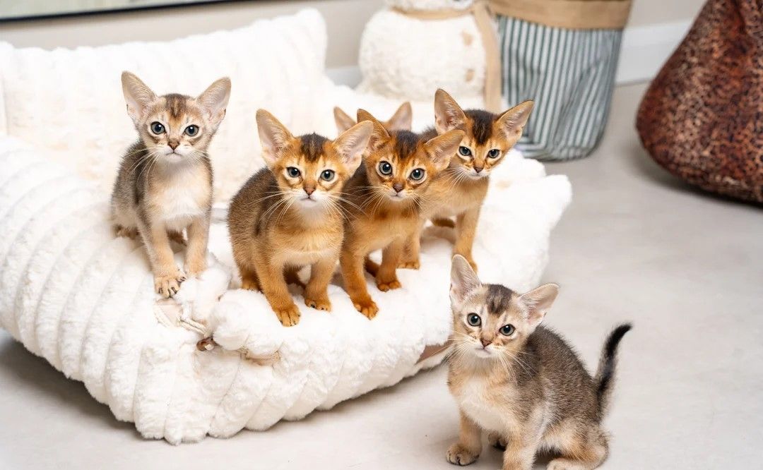 🌟 Abessinier-Kätzchen