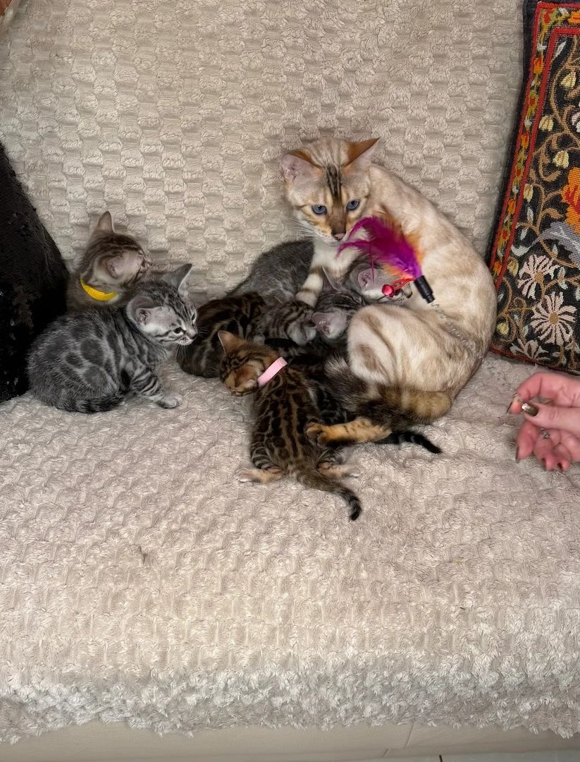 Reinrassige Bengalkätzchen zu verkaufen.