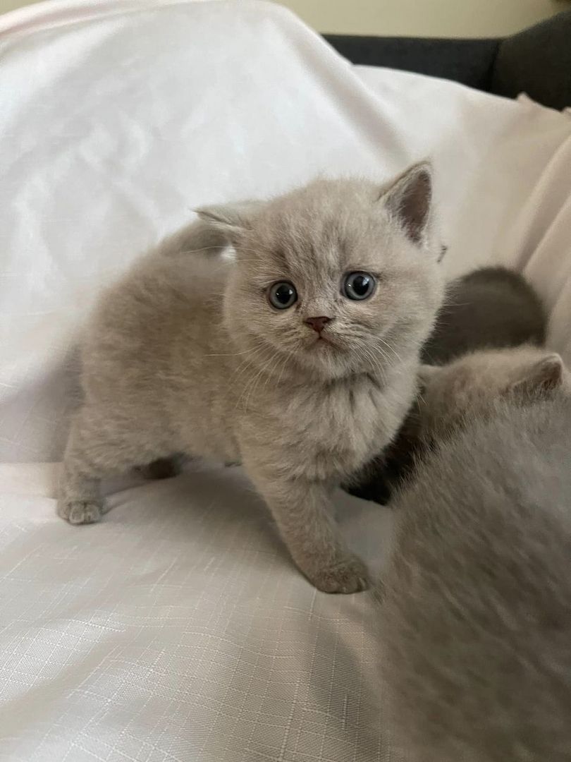 Britische Kurzhaar-Kätzchen zur Adoption