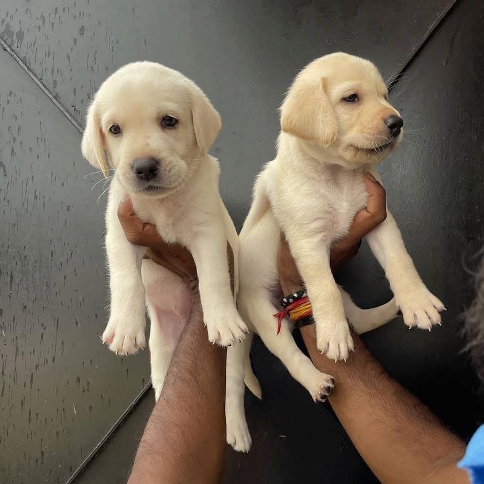 Labrador-Welpen verfügbar