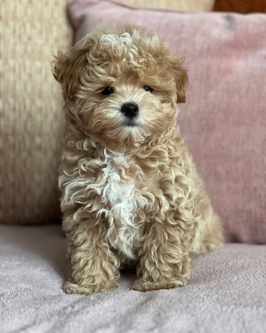 Maltipoo-Welpen zur Adoption