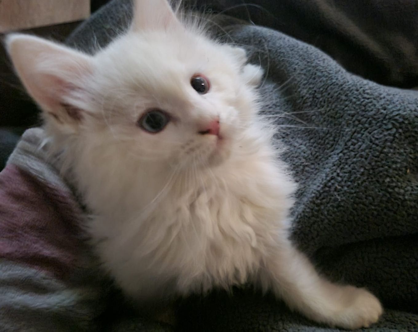 XXL Mainecoon Kitten