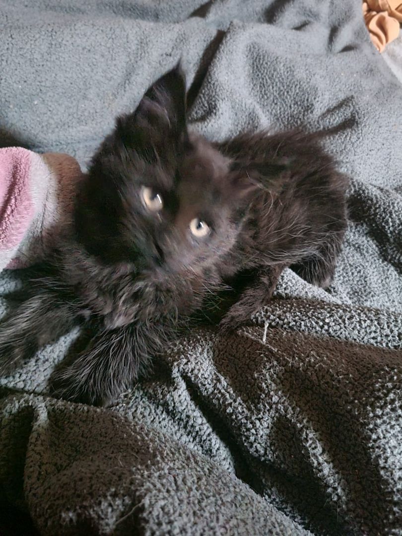 XXL Mainecoon Kitten