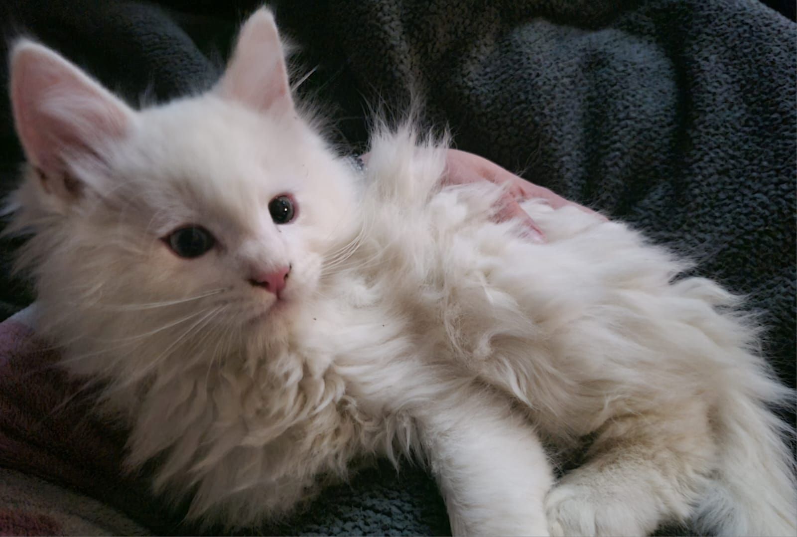 XXL Mainecoon Kitten