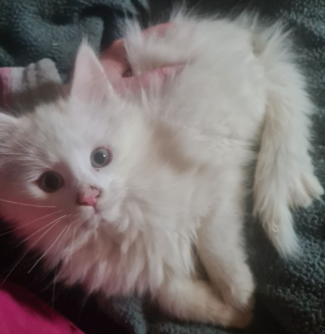 XXL Mainecoon Kitten