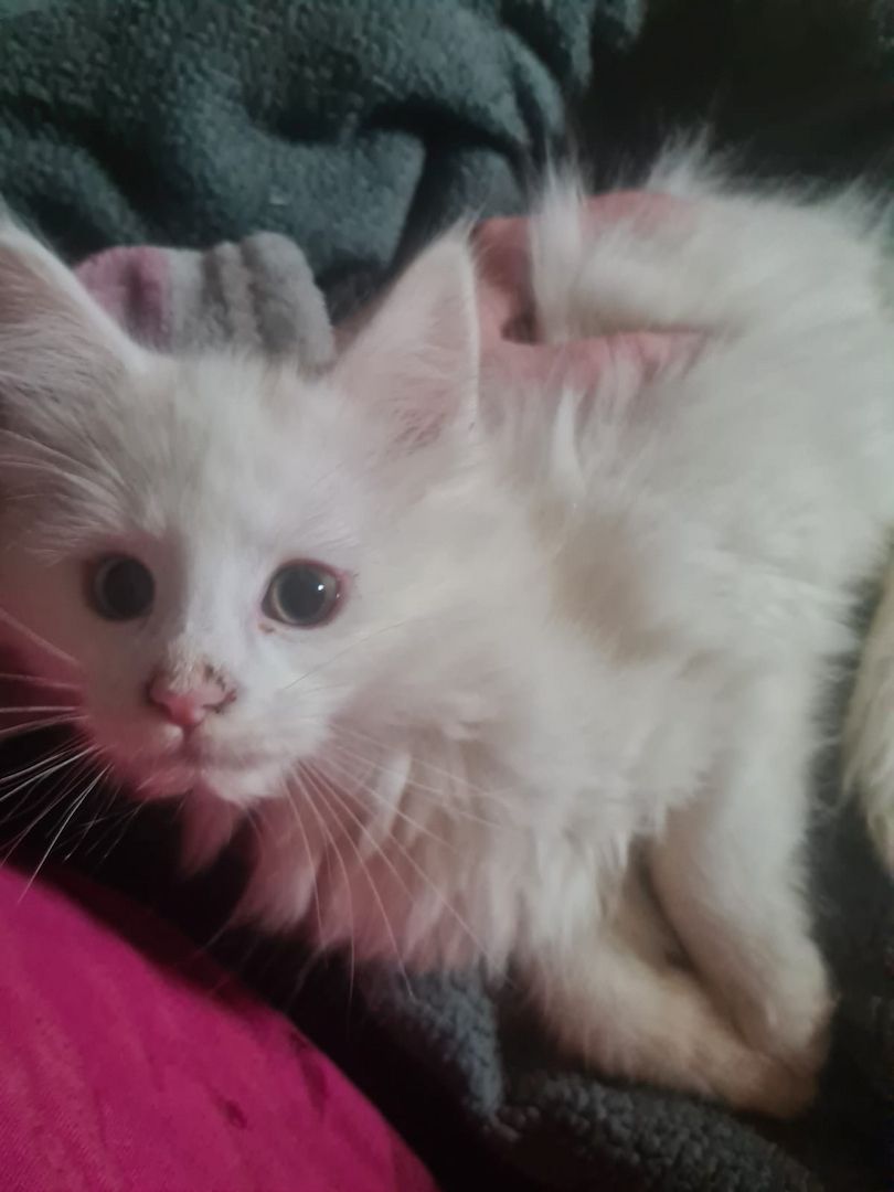 XXL Mainecoon Kitten