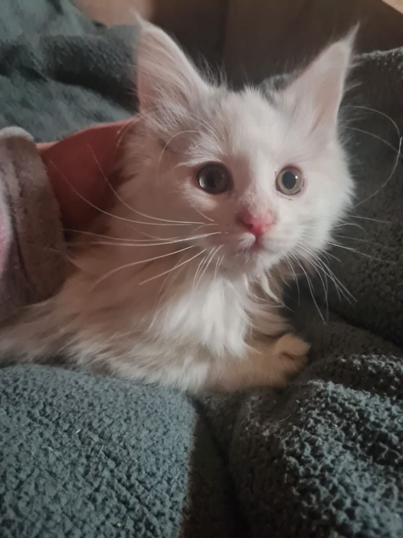 XXL Mainecoon Kitten